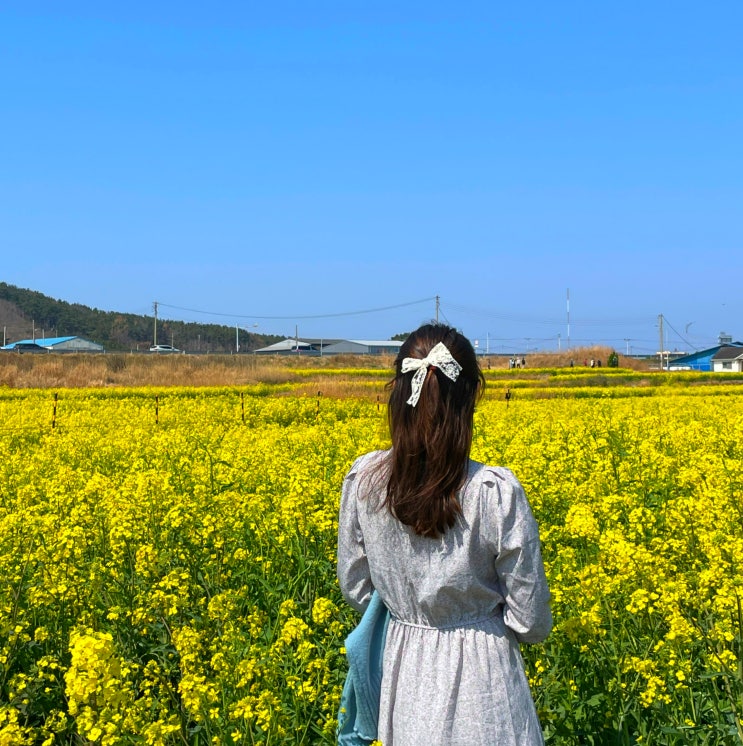 호미곶유채꽃으로 아름다운 포항해맞이광장 후기