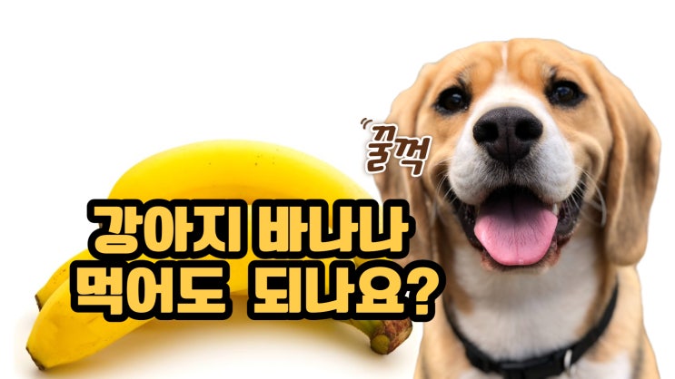 강아지 바나나 먹어도 될까?