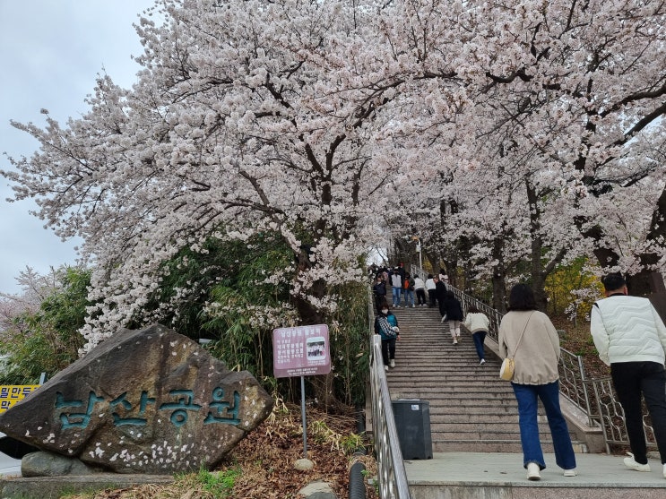 [강릉 남산공원] 벚꽃 여행지 서울 남산 아님 주의 2023년 03월 26일