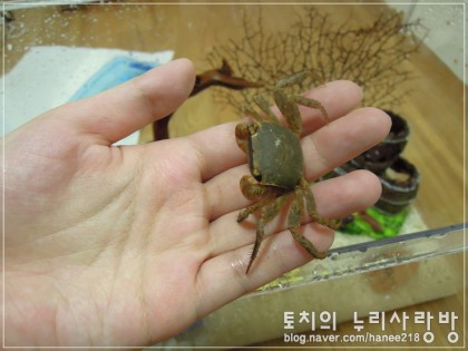  예전에 키운 게 갓 킹 레전드 귀여운 크랩