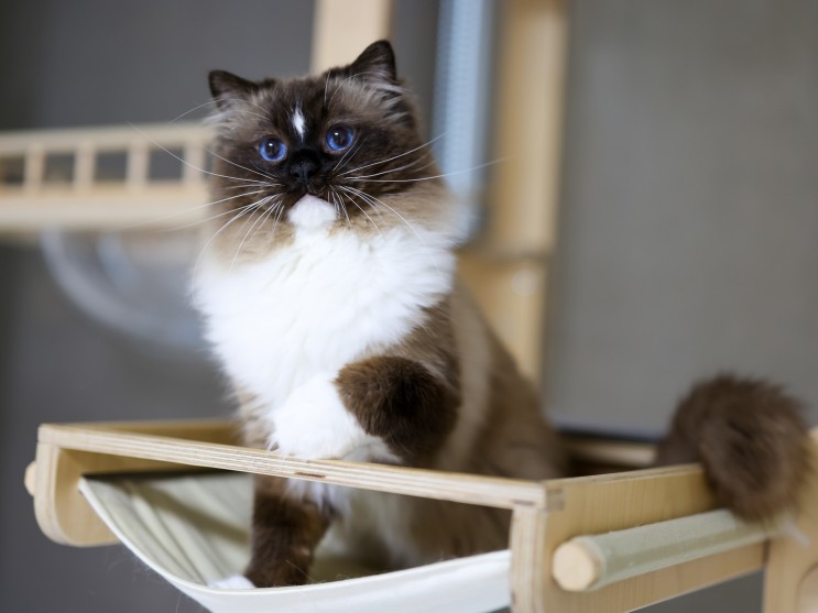 고양이 눈색 책임지는 캐터리 랙돌 성묘 씰미티드 골드의 매력과 특징