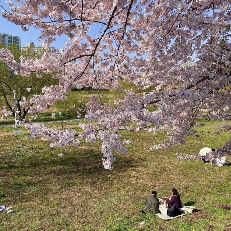 전라도 광주 벚꽃 명소 광주천 천변 동천마을 포토존 위치 주차장 정보 (3월 28일 기준 만개 상황)