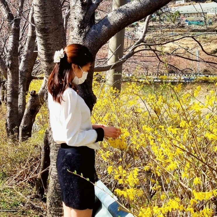  서울 안양천 벚꽃 개화상황 조용한 고척스카이돔 벚꽃명소 만개시기