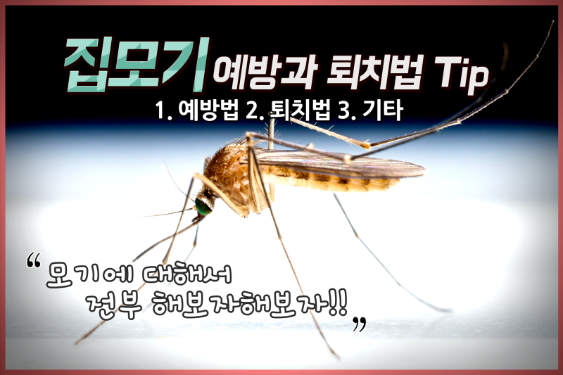 곤충학 전공자가 알려주는 모기 예방법 : 네이버 블로그