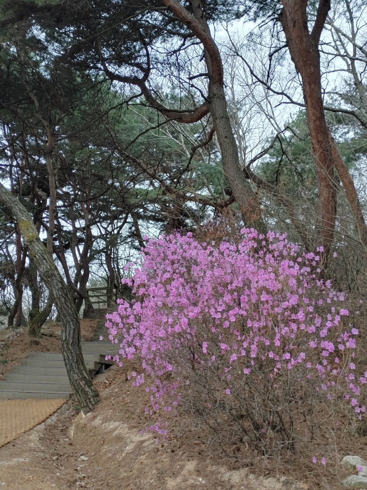 오늘아침, 설봉산에 널려진 꽃들을 보다