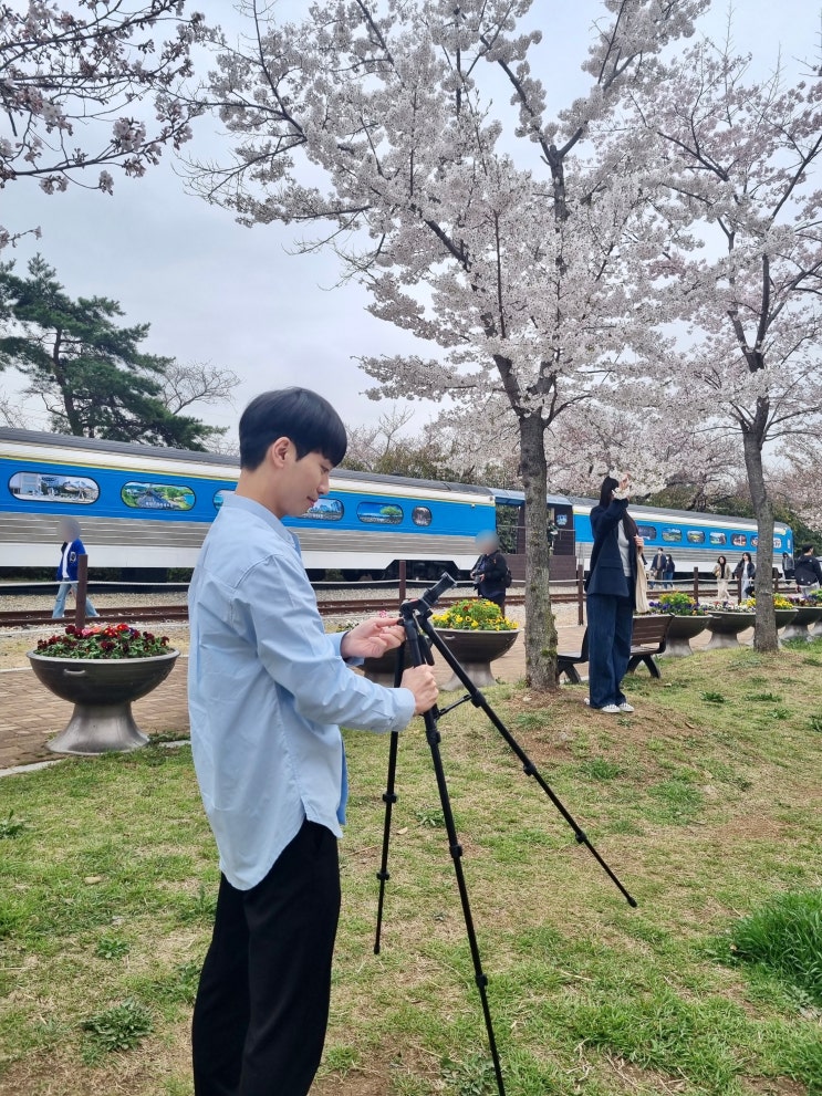 창원 진해 벚꽃놀이 최고의 명소와 즐길 거리 가이드