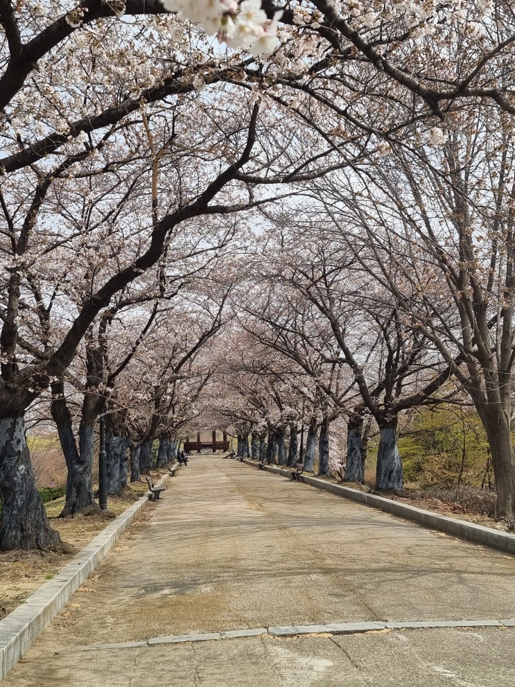 올림픽공원 송파 둘레길 성내천 벚꽃 나들이 잠실한강공원 산책
