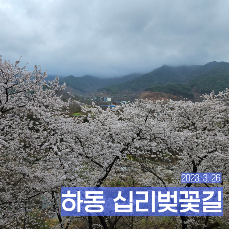 경남 벚꽃 명소 하동 십리벚꽃길 개화상황, 주차 정보