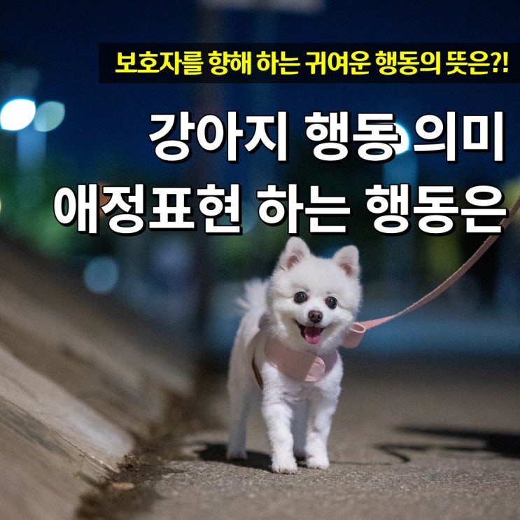  강아지 행동 의미 보호자에게 하는 애정표현