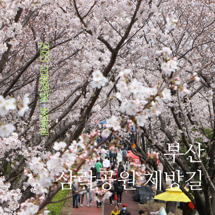  부산 벚꽃명소 사상구 삼락생태공원 벚꽃길 개화상태 및 주차tip