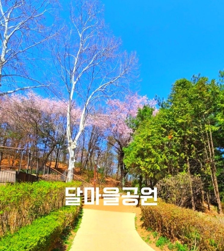  주말나들이 벚꽃가볼만한곳 목동벚꽃 목동애견동반  달마을공원 목동공원 꽃산을 소개해요