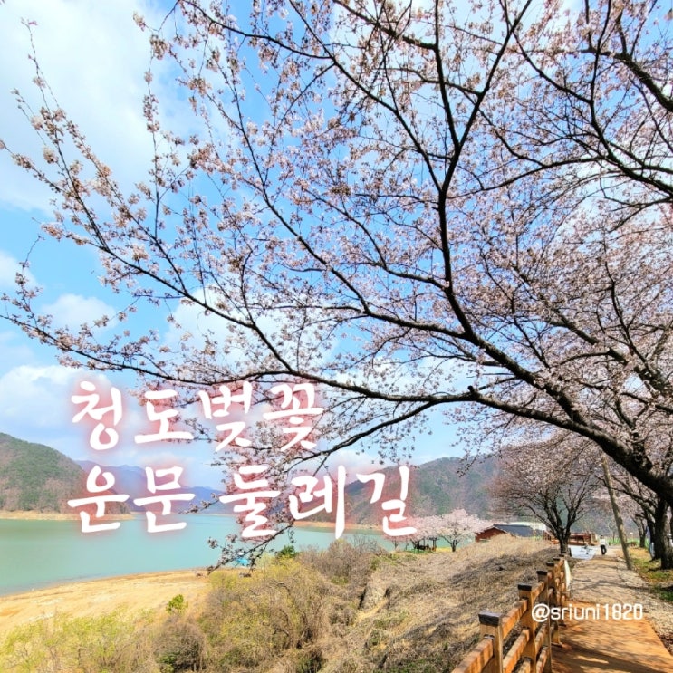  [나들이] '23. 3월 26일 청도 벚꽃 나들이 코스(신화랑풍류마을 → 베이스볼 파크 주차 → 운문산 둘레길)