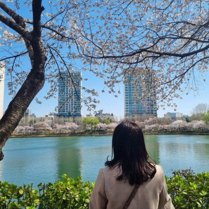 4월 서울 꽃구경 갈만한곳 잠실 석촌호수 벚꽃 실시간 개화 주차꿀팁