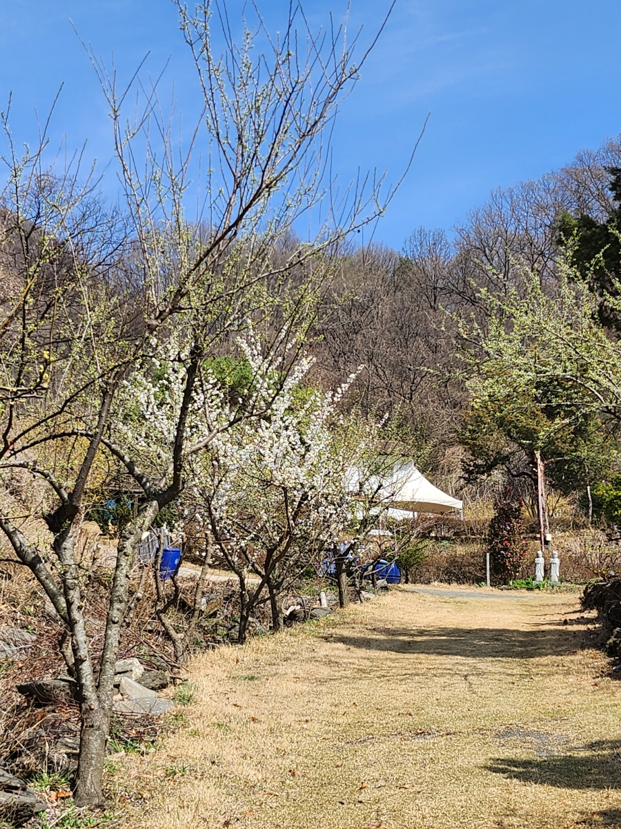 막지리184 사진