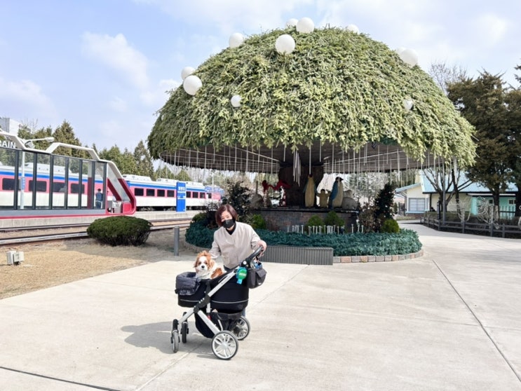 주말 강아지와 나들이 경춘선 숲길 육군사관학교 벚꽃 개방