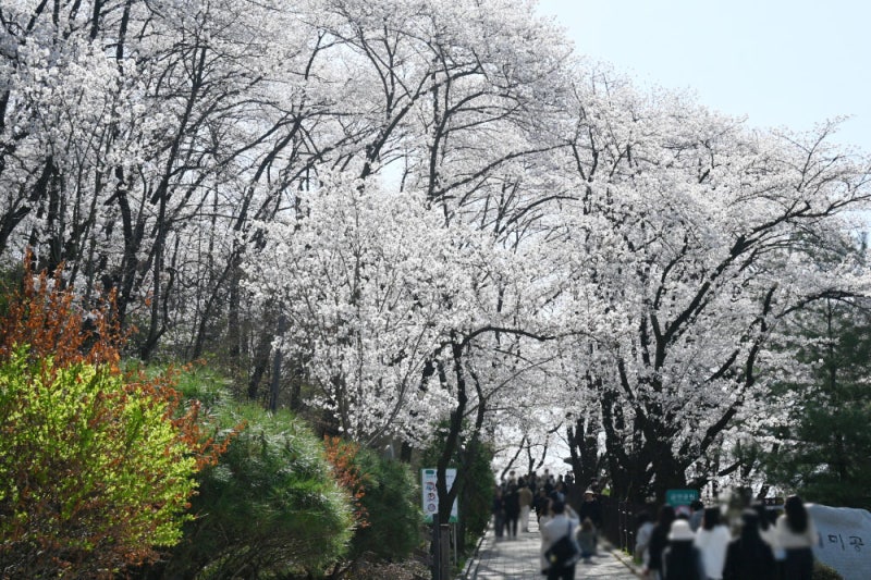 대전 벚꽃 명소 테미공원 벚꽃 대전 데이트코스 : 네이버 블로그
