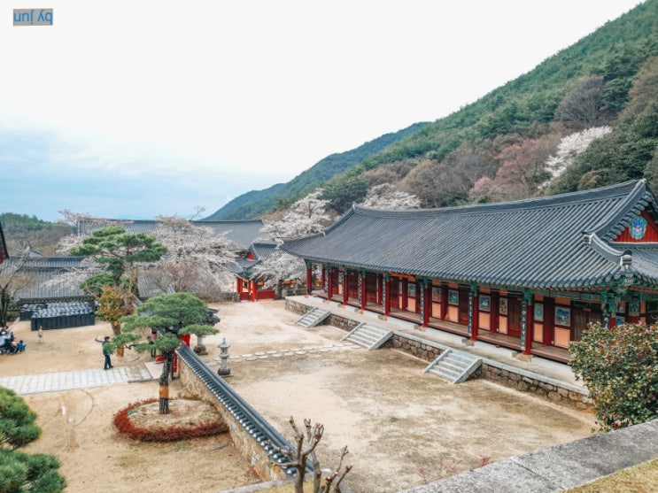  구례 화엄사 - 홍매화 그리고 벚꽃길