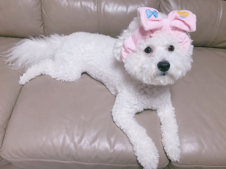  강아지 한숨 쉬는 이유는? 함께하는 행동을 같이 보셔야 정확해요