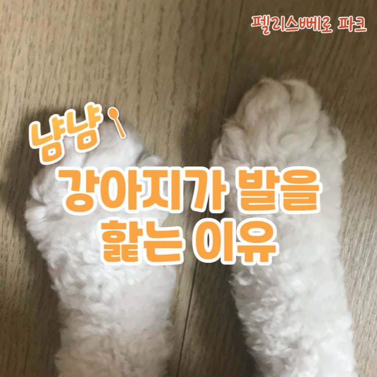  대체 왜? 우리 강아지 발 핥는 이유가 궁금합니다.