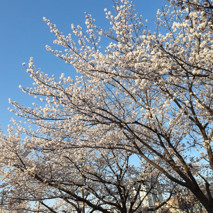  [청주] 벚꽃 맛집 무심천 / 청주 벚꽃 명소