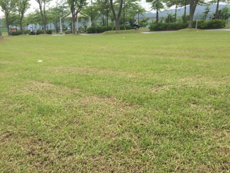  [대전 캠크닉] 대전은 현재 벚꽃 만개 중 석봉동 캠크닉 하기 좋은 금강로하스 산호빛공원 2021년 방문 후기