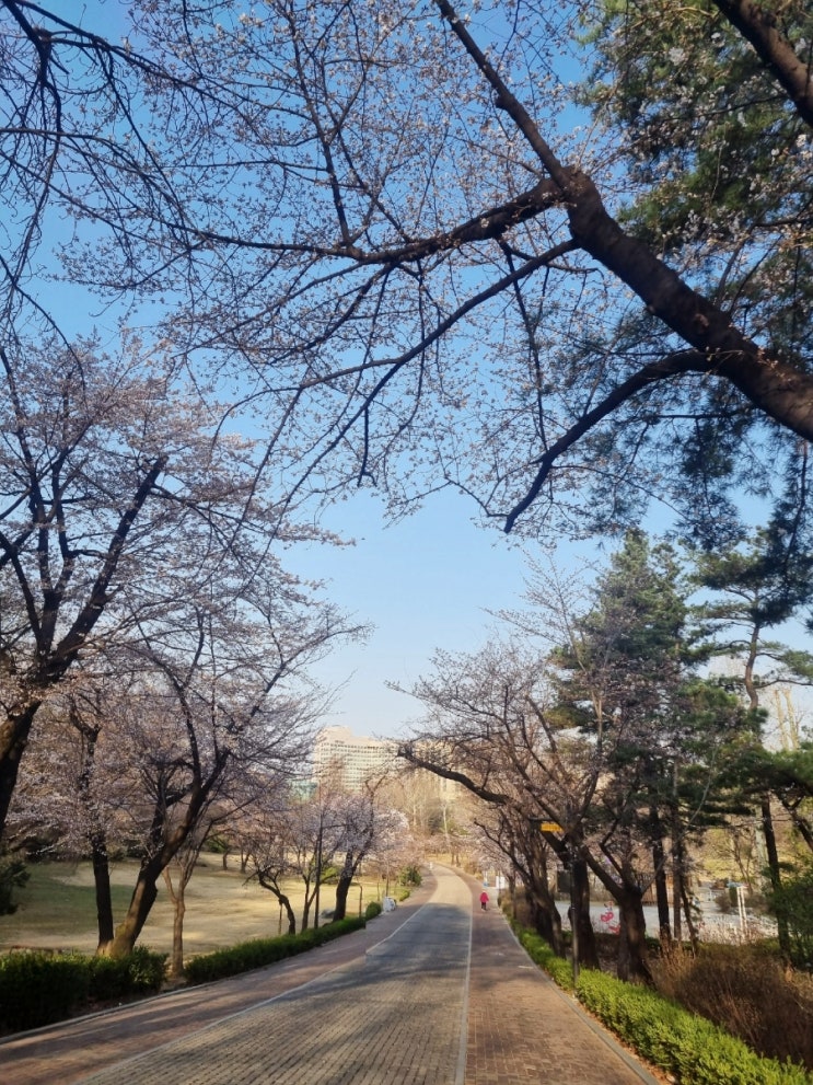  서울 벚꽃 개화소식, 벌써 폈어요!! 어린이대공원 벚꽃 실시간 개화 상황(23.03.26)