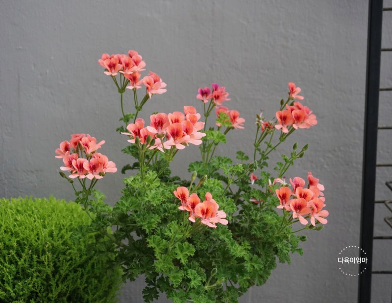 성장하는 제라늄: 식물(화분에 심은 식물, 꽃) 영양 잎 수정