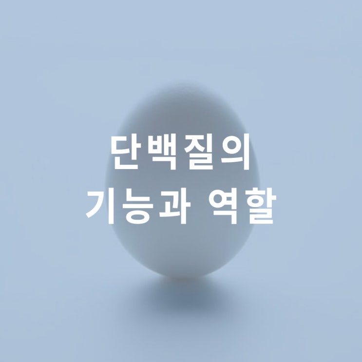  단백질 기능과 역할 : 근육 합성, 호르몬 항체 효소, 결합 조직, 에너지원; protein