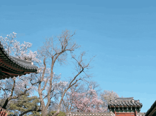  창덕궁 꽃구경
