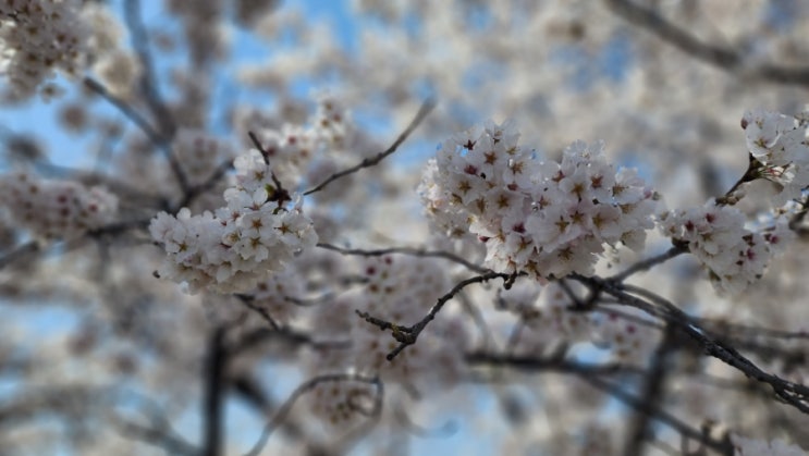 봄. 봄. 봄. 벚꽃, 개나리, 무심천