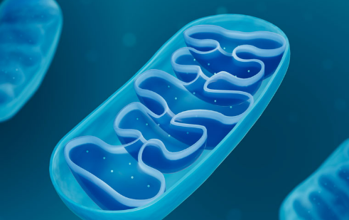 세포소기관 DNA 세포핵 종류 알아봅시다 : 네이버 블로그