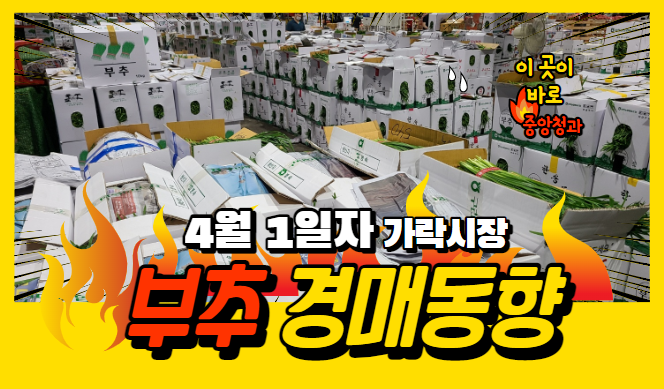  [경매사 일일보고] 4월 1일자 가락시장 부추 경매동향을 살펴보겠습니다!