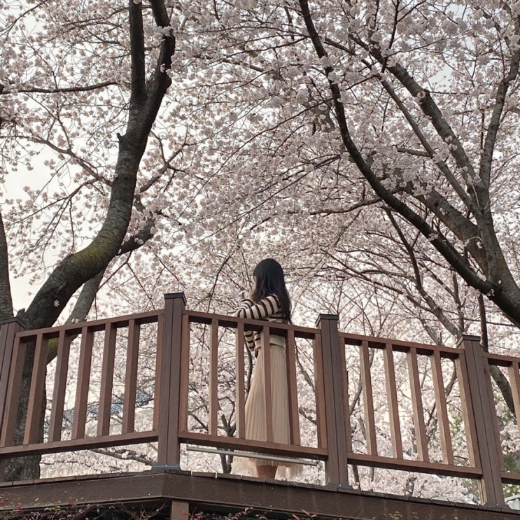 진주 벚꽃 명소: 진주 연암도서관 벚꽃(계단, 데크, 벚꽃 터널) 진짜 이뻐요 !