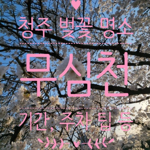  청주 벚꽃 명소 개화시기 주차팁 가볼만한곳 무심천 드라이브