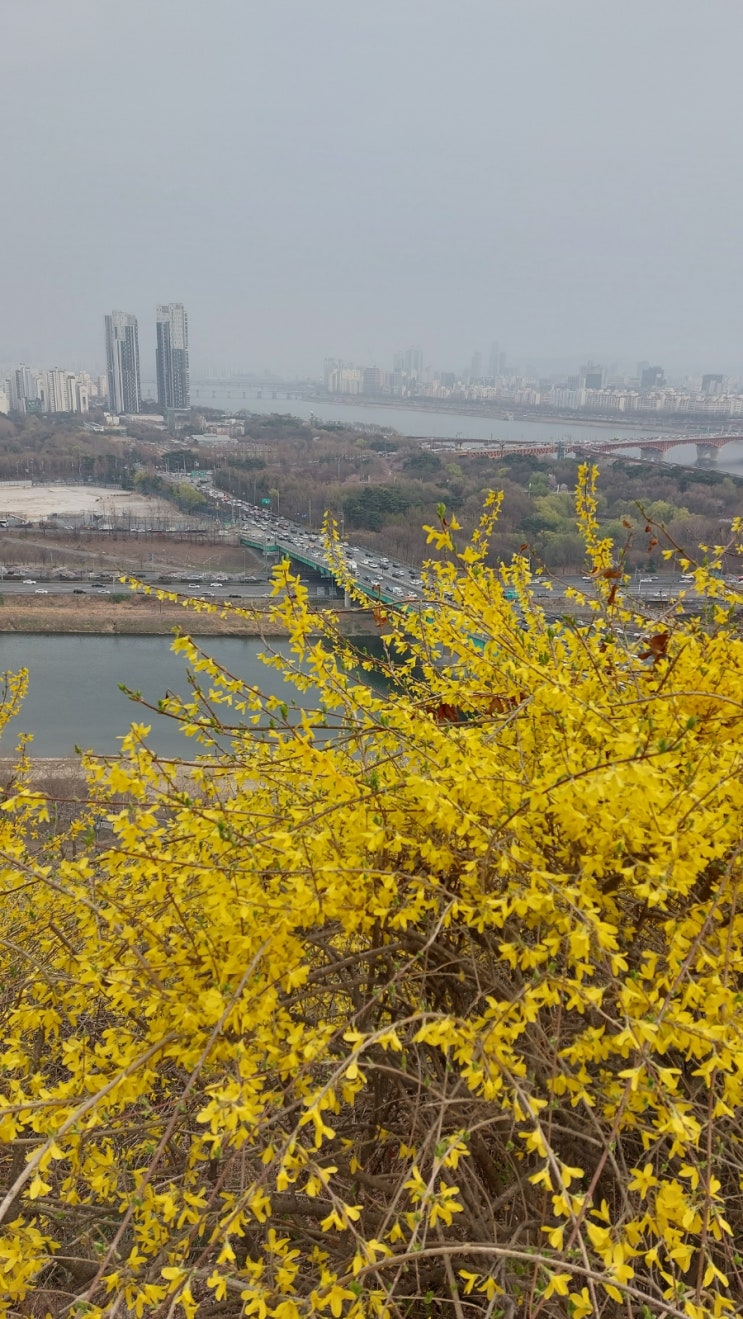 서울 갈만한곳: 서울 응봉산 개나리산 서울의 봄 야경이 아름다운 산