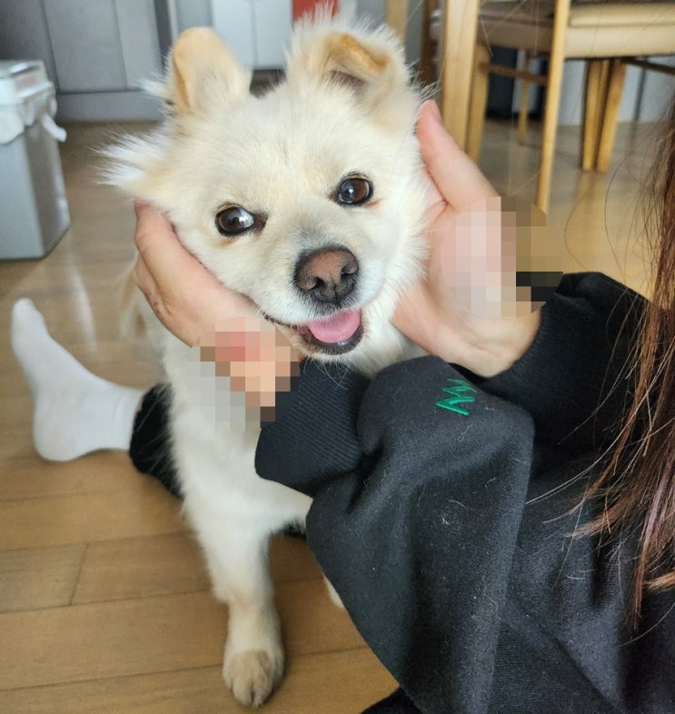  강아지 임보 종료 노을이는 가족에게 돌아갔습니다.