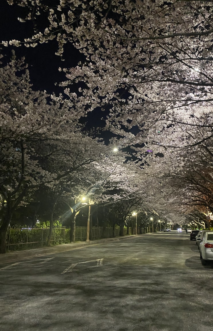  해운대 숨은 벚꽃야경명소-         해운대 마리나아파트