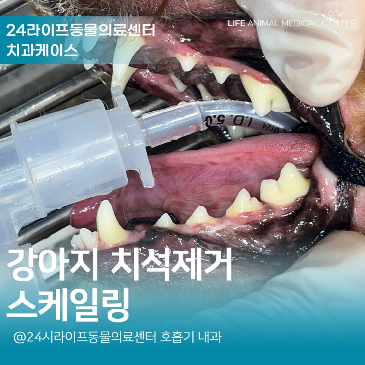 대구 강아지 스케일링 : 6살 강아지 건강검진과 스케일링