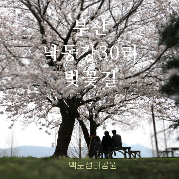  맥도생태공원 벚꽃 만개 강서 낙동강 30리 벚꽃길