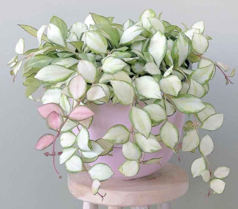 예쁜 식물 호야 휴스켈리아나 바리에가타 색깔 내는법 : 네이버 ...