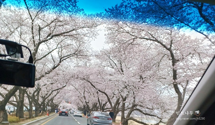  경주 김유신묘 벚꽃길 수도산 벚꽃 도보 주차정보