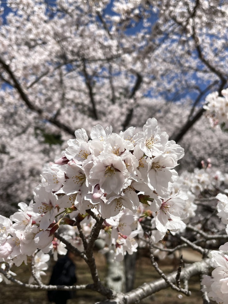  2023 경주 벚꽃 명소 추천 불국사 개화 상황 3/27 현재 벚꽃 만개