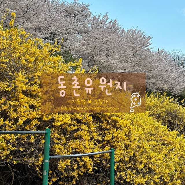  [대구 벚꽃 명소] 동촌유원지 - 사람 없는 사진 스팟 및 주차 꿀팁, 3월 25일 기준 개화 정도