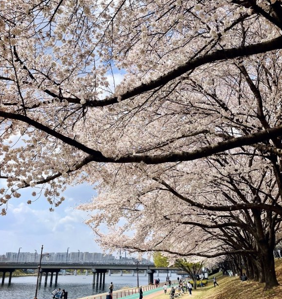  대구 벚꽃 상황 정말 이쁘네요