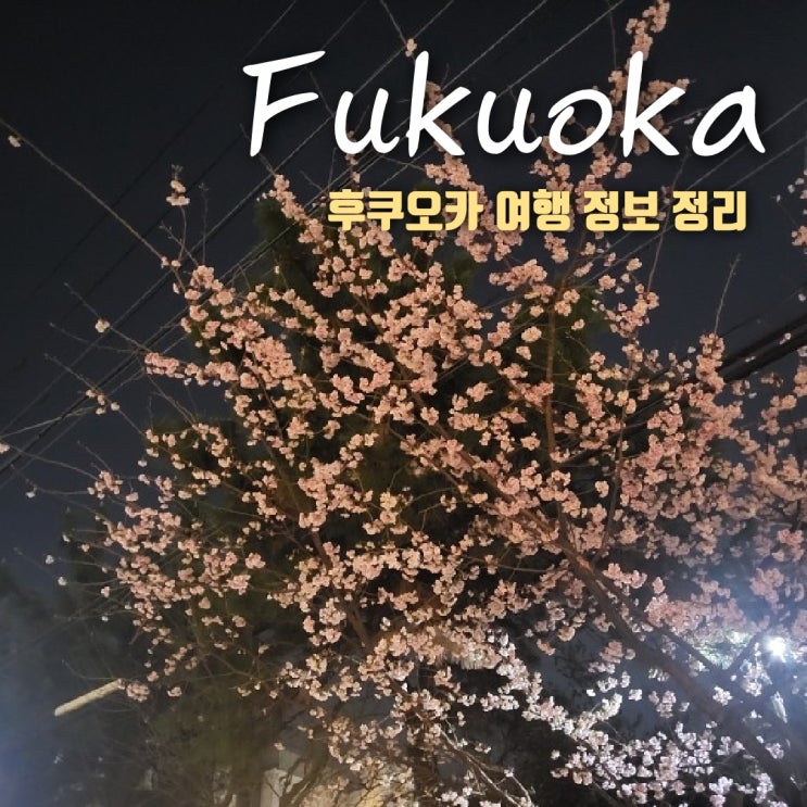 후쿠오카  날씨 ,일본 벚꽃 개화 시기 등 여행 후기 총정리