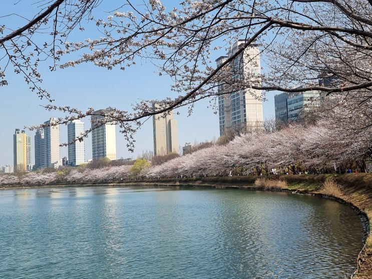  석촌호수 벚꽃축제 전 개화로 나들이 산책도 서둘러