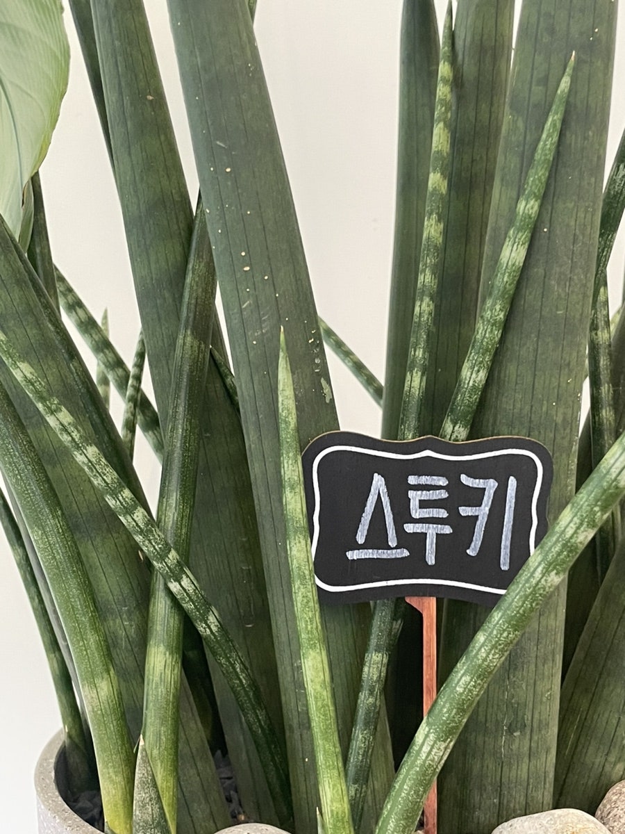 슬로우디 사진 4