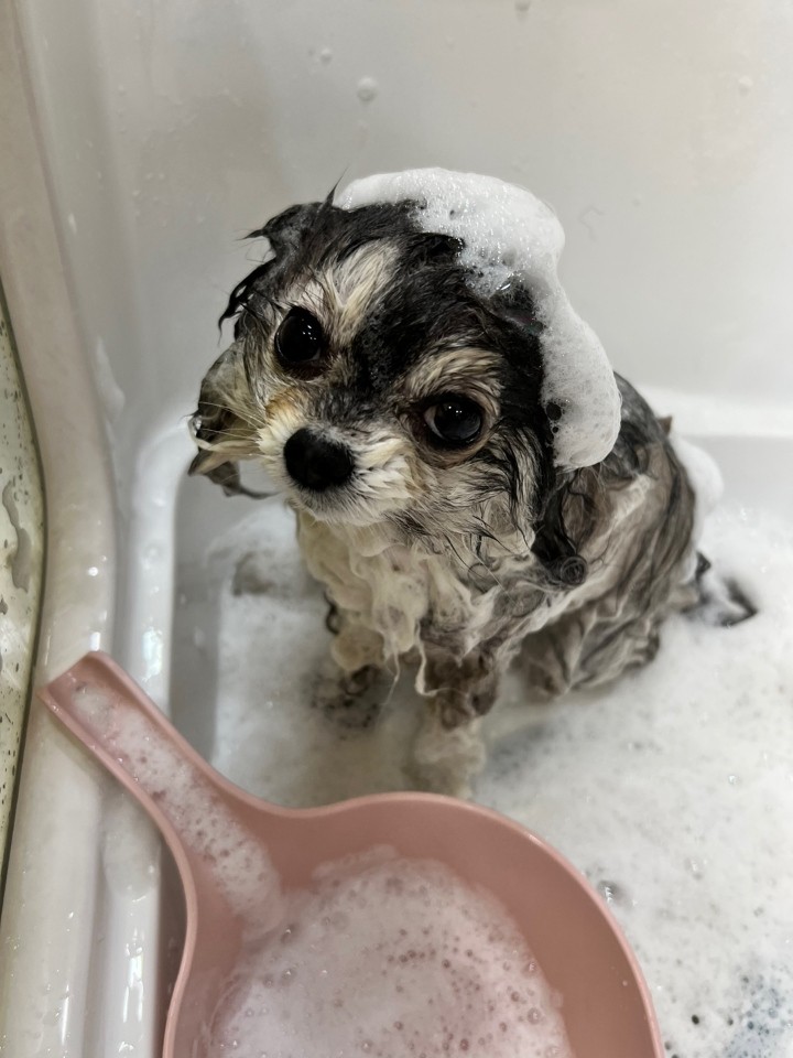 금천구 독산동 애견미용실 롱롱샵 강아지 목욕 스파