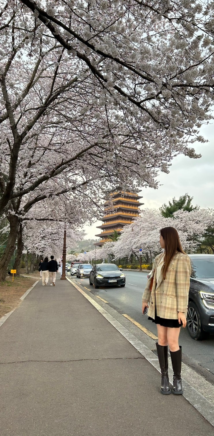  2023.3.26 경주 벚꽃구경  ㅣ황룡원 & 대릉원돌담길