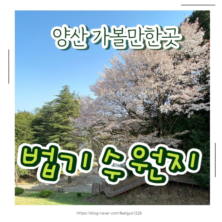 양산여행 봄 벚꽃 데이트코스 법기수원지(작년올해비교)